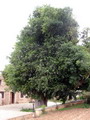 داغداغان
